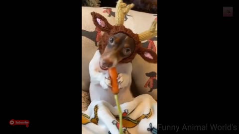 Funny animal video