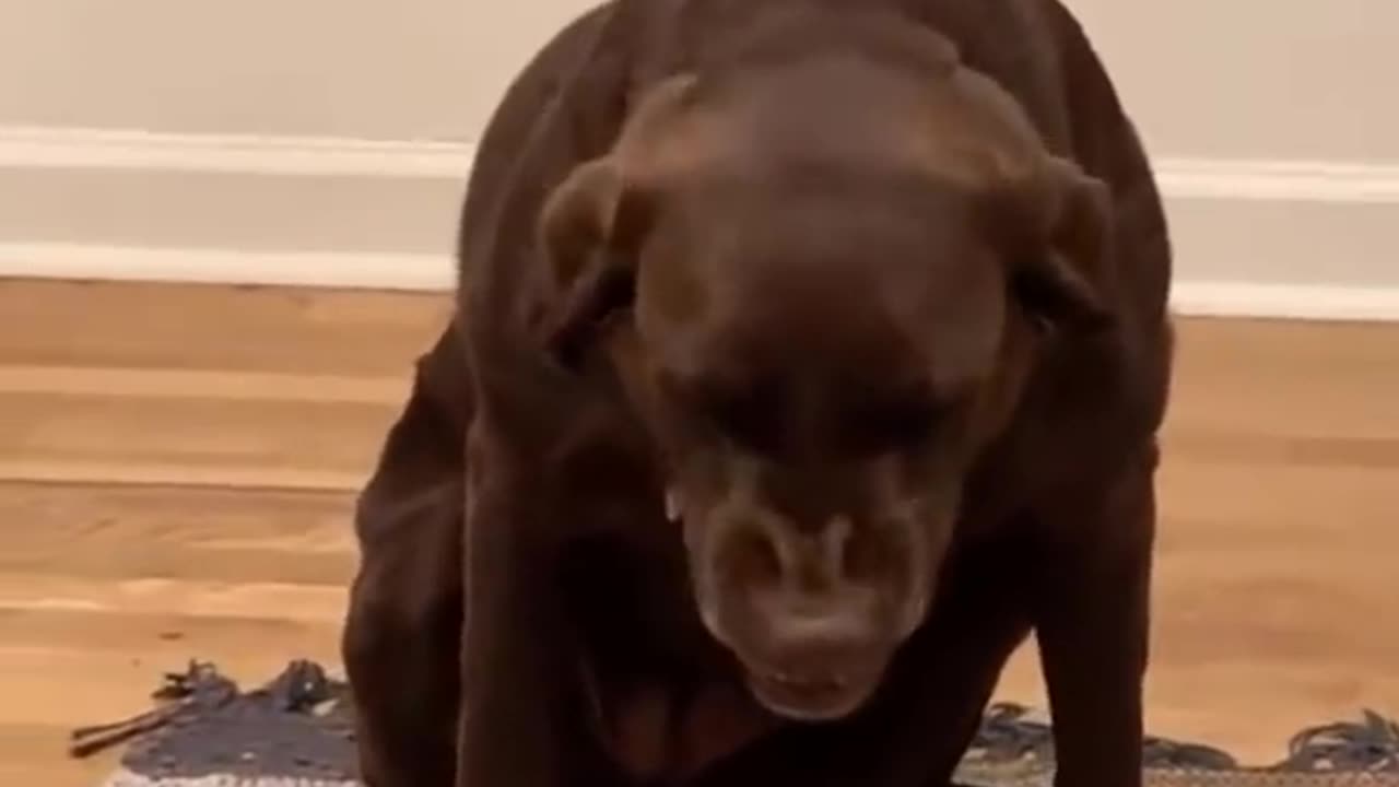 Top Funny Dog Videos of This Week #1