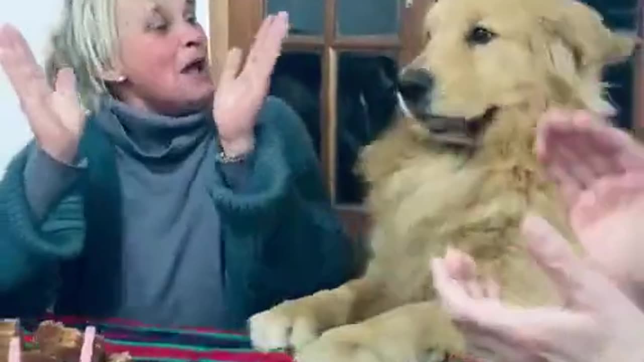 Dog's Adorable Dance As Family Wish Him A Happy Birthday