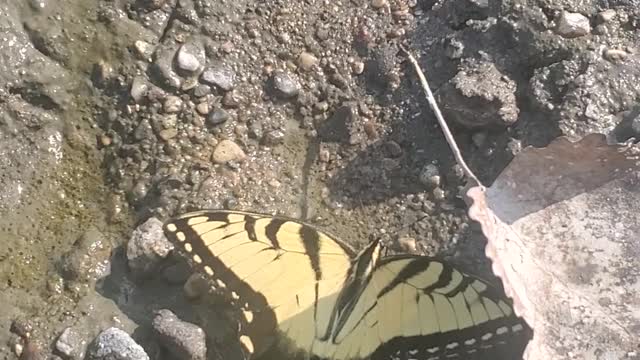 Transformation butterfly