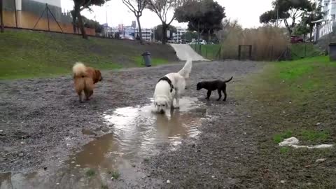 What Does My Dog Do When He Sees a Puddle in the Park [TRY NOT TO LAUGH]