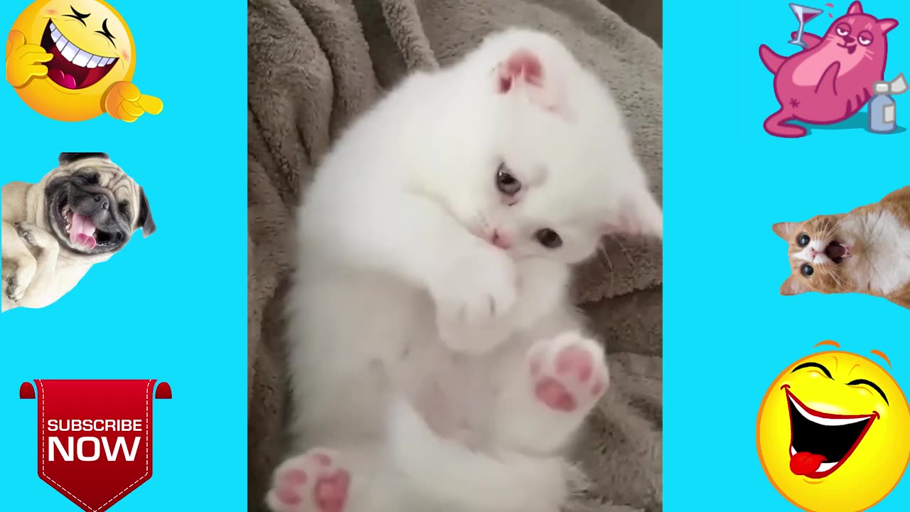 Funny Animal 🤣🤣Video cat and dogg😂😂😂😂🤣❤❤❤😊😜😜😍😍