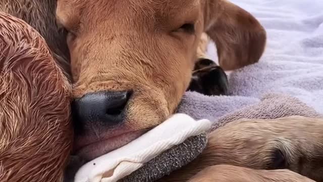 Amazing !have you seen a cow being taken care of like this?