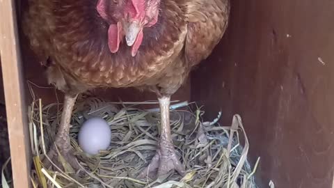 Chicken hen laying eggs