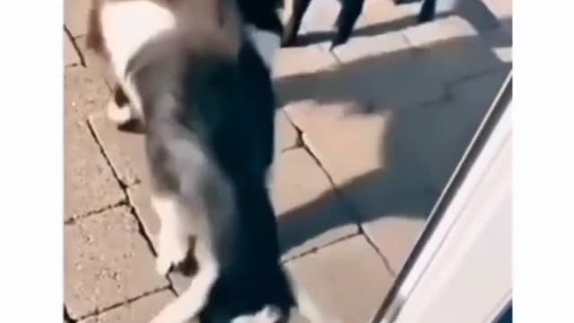 funny animal