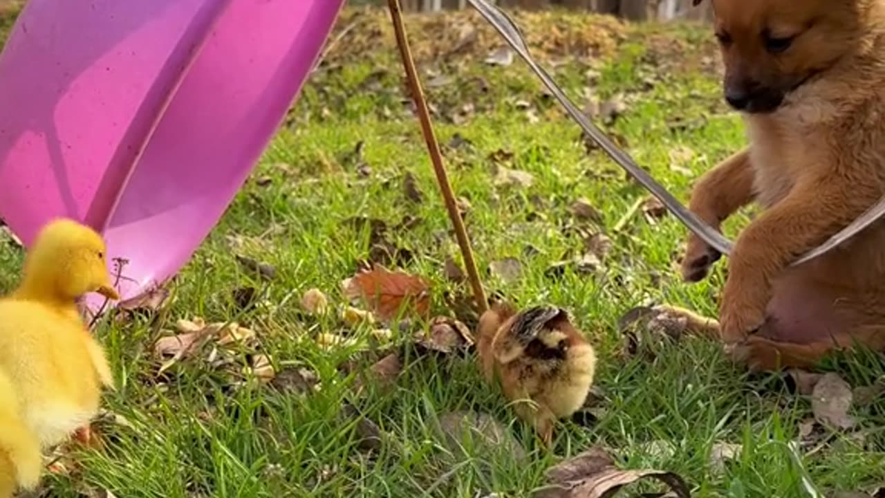 The Story of the Puppy and the Chicken