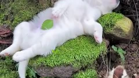 Beautiful Puppy is one with nature