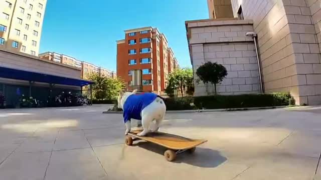 Cabbage's Skateboard Life