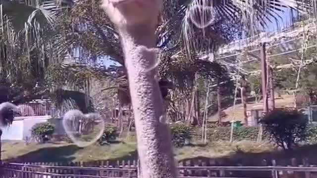 ostrich