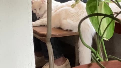 A cat is sleeping on the chair