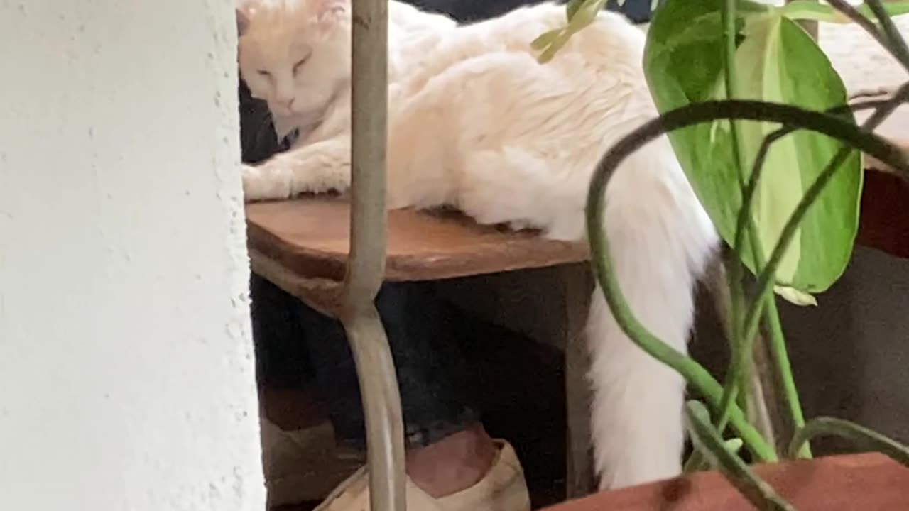 A cat is sleeping on the chair