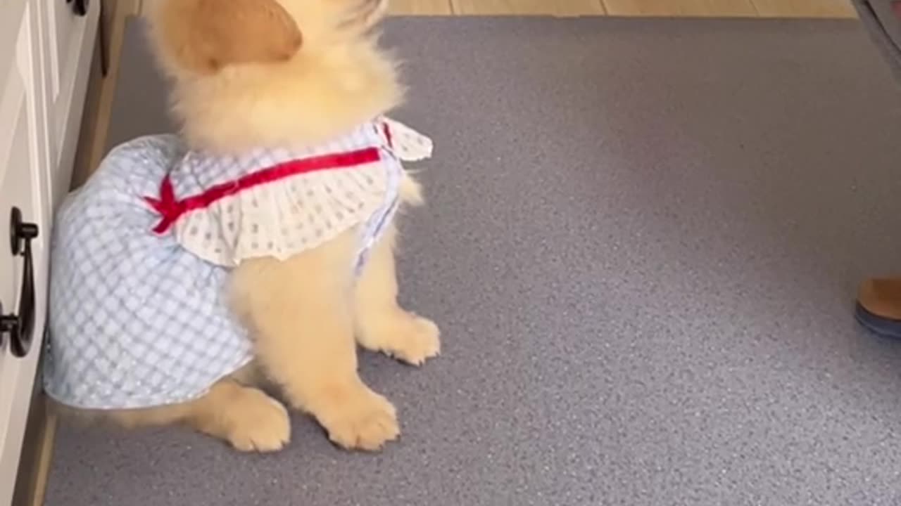 In pettish pettish to bai!Hind legs also cooperate with it