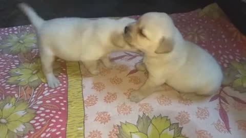 Puppies Are Fighting But Mom Knows How To Stop Them