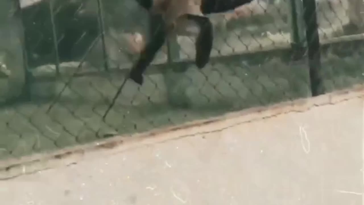 Watch till the end what the monkey girl did