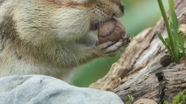 Cute Hamster Video