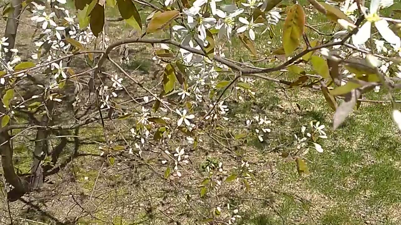 Serviceberry