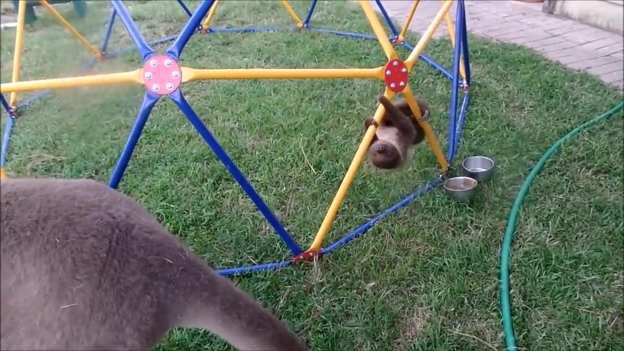 Baby Sloths - FUNNIEST Compilation