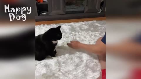 Cute cats and Dogs | Funny video #119