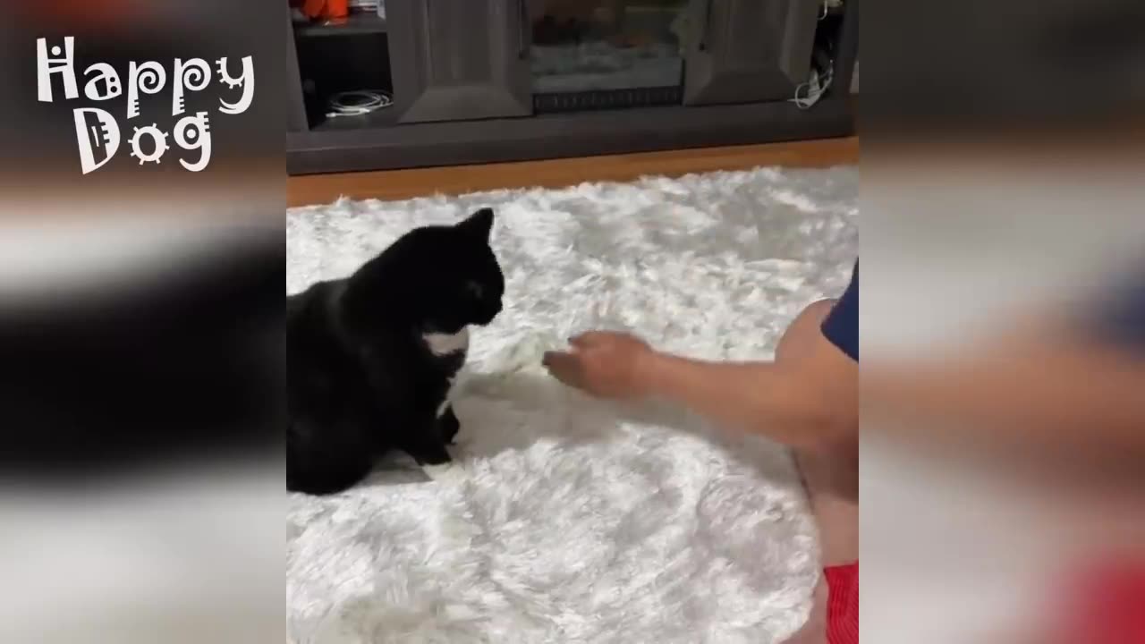 Cute cats and Dogs | Funny video #119
