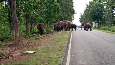 Illegal mining drives elephants to destroy villages