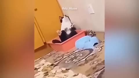 Funniest Animals 😄 New Funny Cats and Dogs Videos 😹🐶