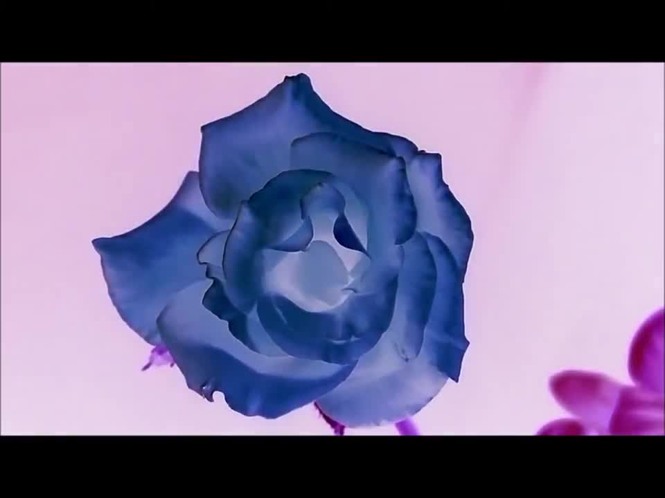 Rose Time lapse