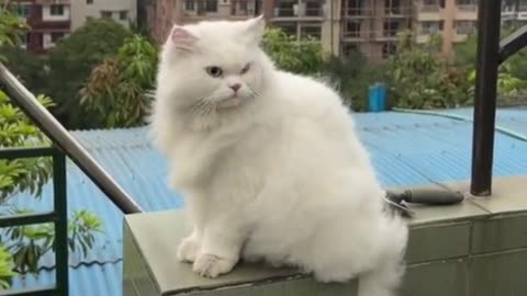 The cat is enjoying nature || Pet cat, Happy Cat, pusay cat, || Bangladeshi cat