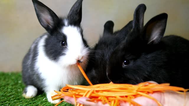 delicious rabbit dinner with lots of carrots