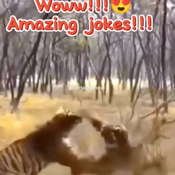 amazing jokes.. #shortsfeed #shortvideo #animals #tiger #jokes #harimau #shorts