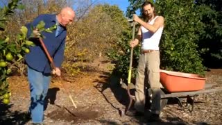 HOW TO PLANT A FRUIT TREE - Dec 23rd 2011