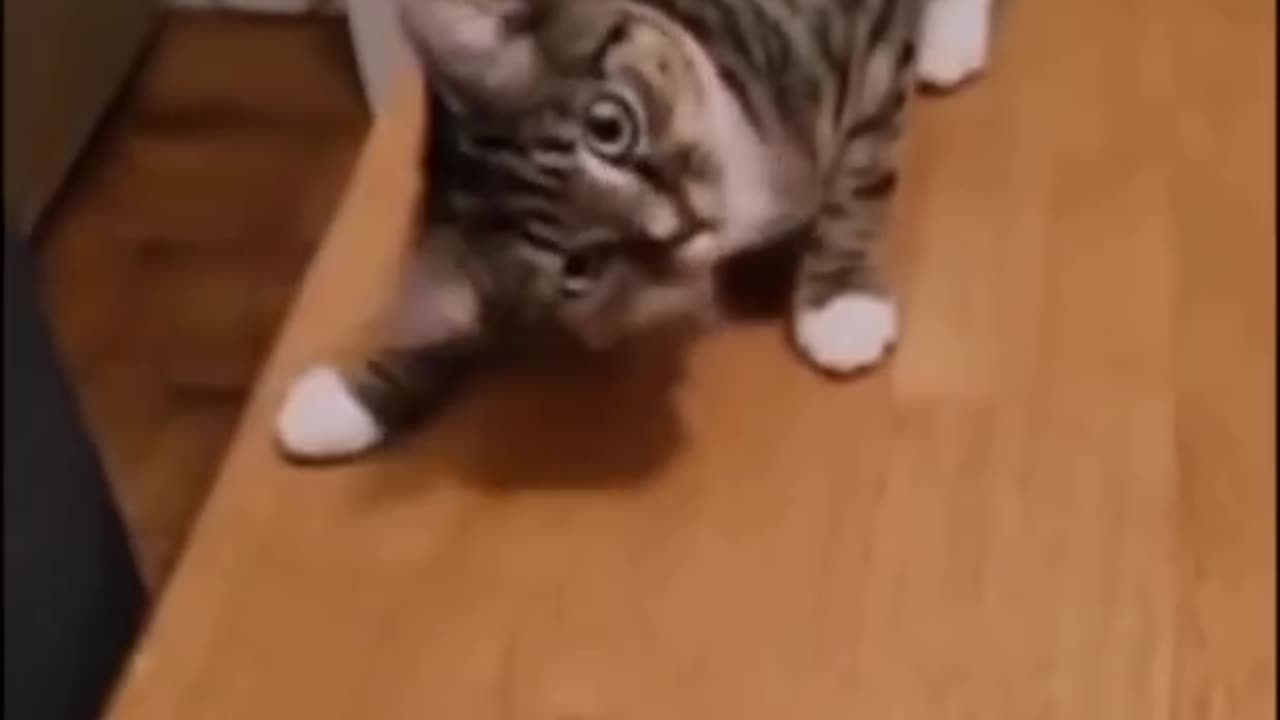 funny cats