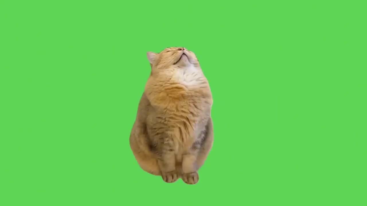 Best Cat Memes
