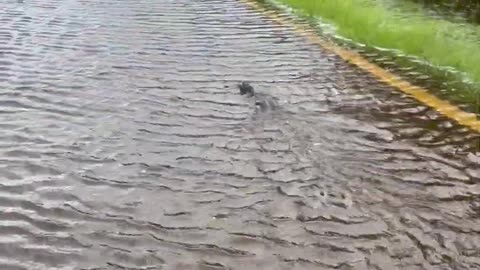 Alligator Swimming Up Old Dixie Highway || Viral Verse