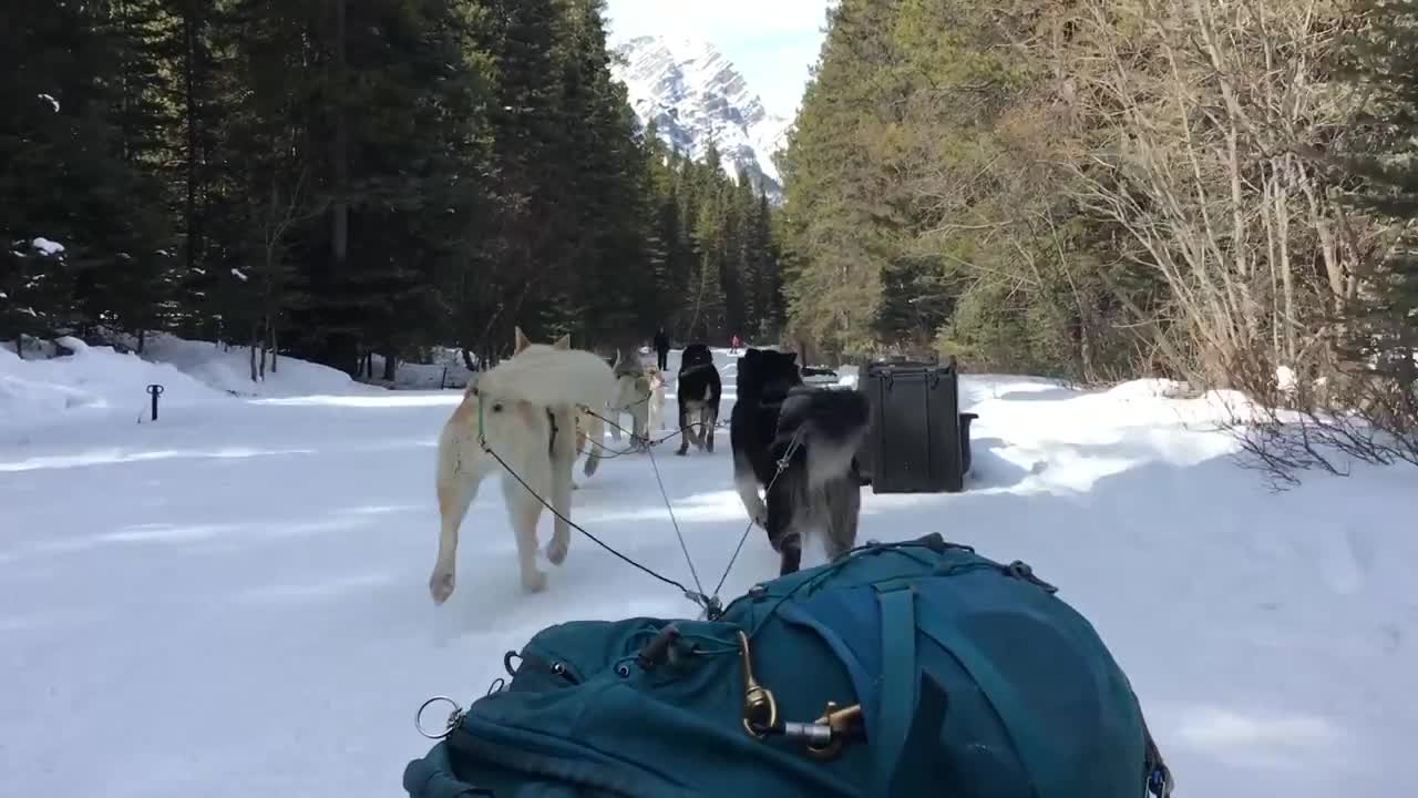 DOG SLEDDING IN ALBERTA