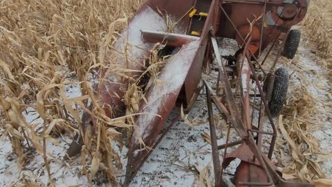 Picking corn 2023