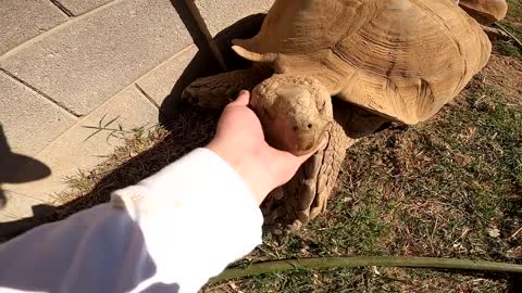 Feeding ALL My Tortoises! - Daily Routine-10