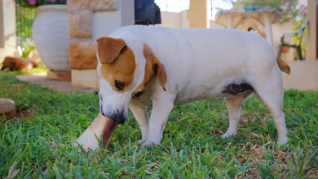 Dogs love bones