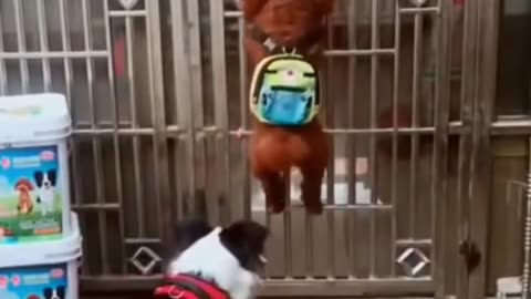 Funny Dog Videos Creative Commons
