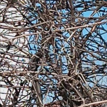 Mockingbird up close