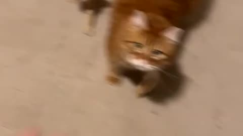 Cat helps to catch coacroaches for their owner