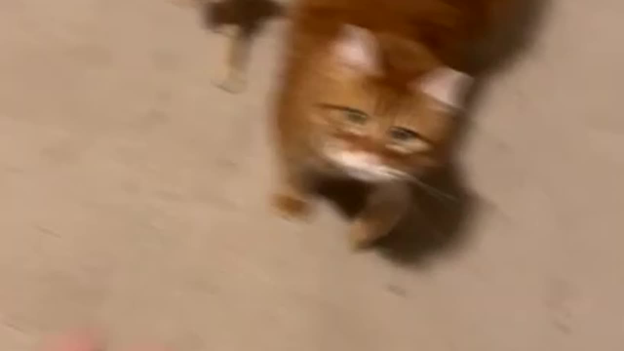 Cat helps to catch coacroaches for their owner