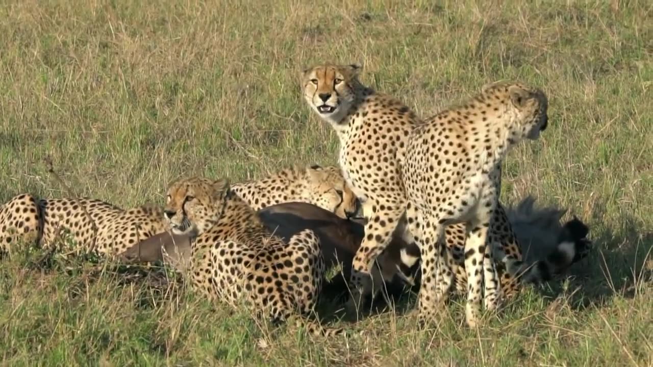 A cheeta hunting | animals