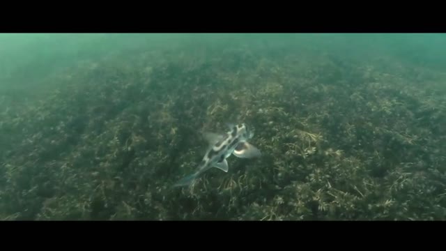 There are many interesting fish in the beautiful ocean