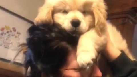 The puppy rides on its owner's head and refuses to come down