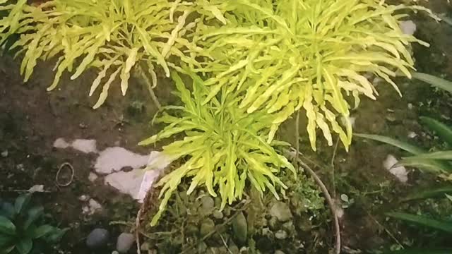 Flower yellow
