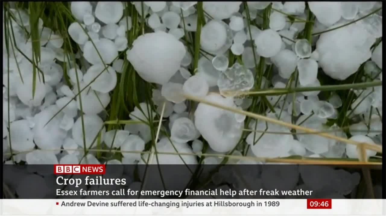 Amy Geddes - Arbroath Live on BBC News Climate Change Report