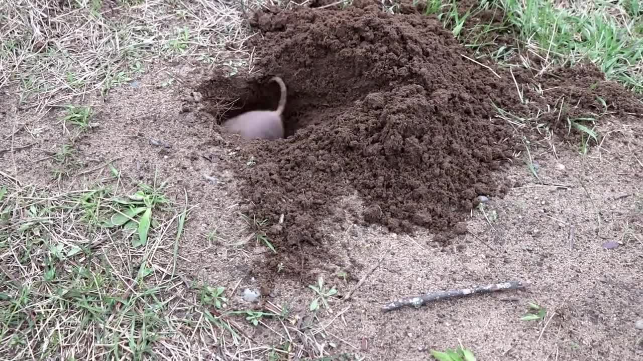 Gopher Digging a Hole