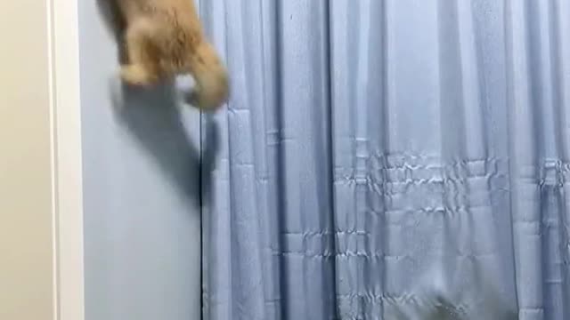 A cat flying over a wall