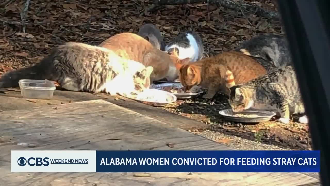 Alabama seniors arrested for feeding local stray cats