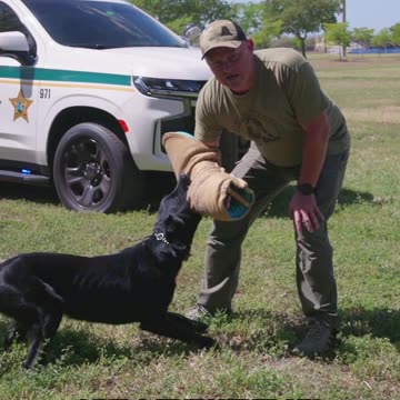 Can I Outrun a SWAT Dog?